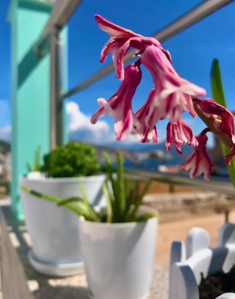 Crown Deluxe Apartments Sarandë 外观 照片
